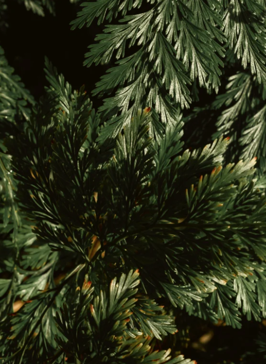 Shampoing Brillance – Vert Fumé & Vétiver