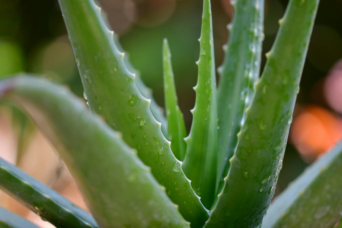 Jus d’aloe vera