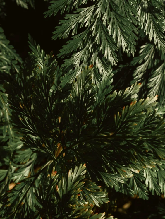 Gel douche 2-en-1 pour hommes