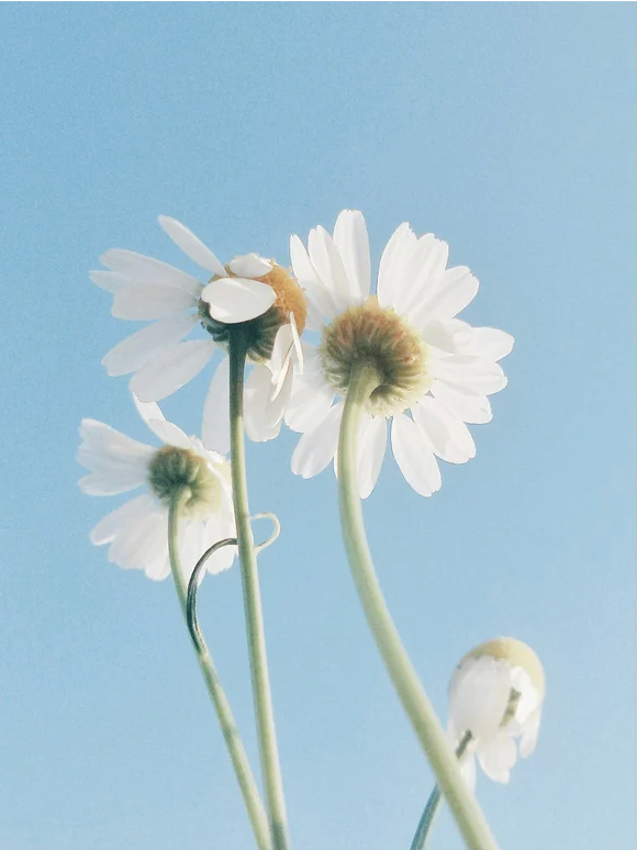 Fleurs blanches sur tige contre un ciel bleu, image lumineuse et fraîche pour le produit Nettoyant à base d'huile et de lait pour peaux sensibles