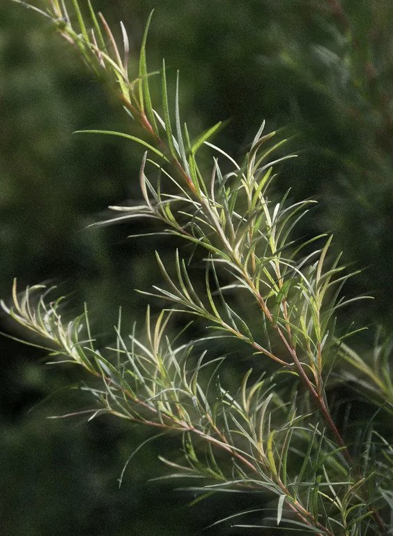 Soin anti-acné localisé