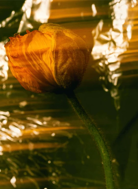 Crème riche & nourrissante, sans parfum