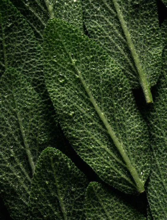 Shampoing volumisant à la kératine