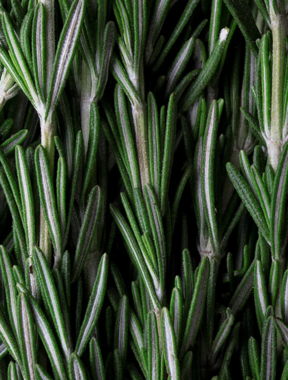 Gommage du cuir chevelu - Romarin & Menthe - Purifie & Nettoie