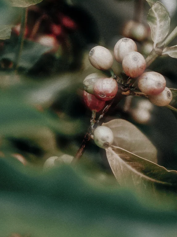 Gel énergisant à la caféine
