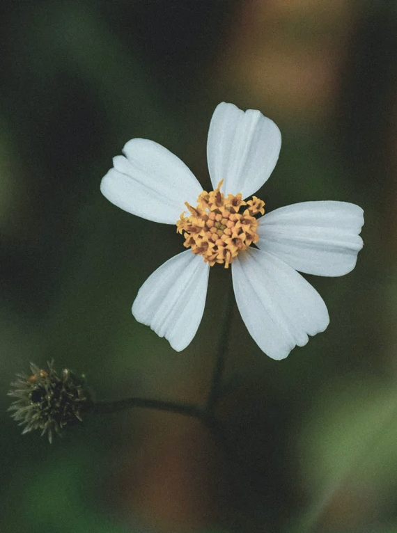 Sérum contour des yeux alternatif au rétinol