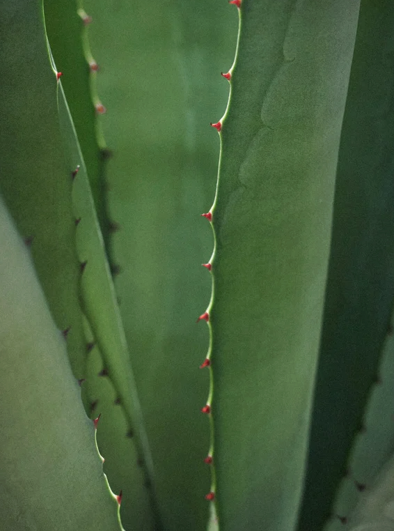 Sérum contour des yeux alternatif au rétinol