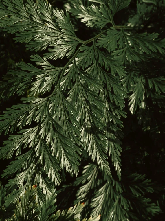 Exfoliant éclaircissant visage & corps à l'acide kojique