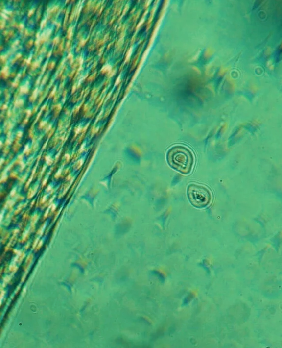 Huile apaisante pour le visage