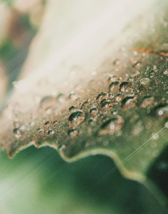 Huile apaisante pour le visage