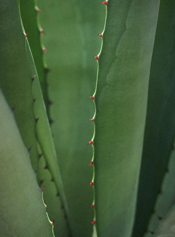 alt="jus d’aloe vera hydratant utilisé dans la formule du nettoyant visage"
