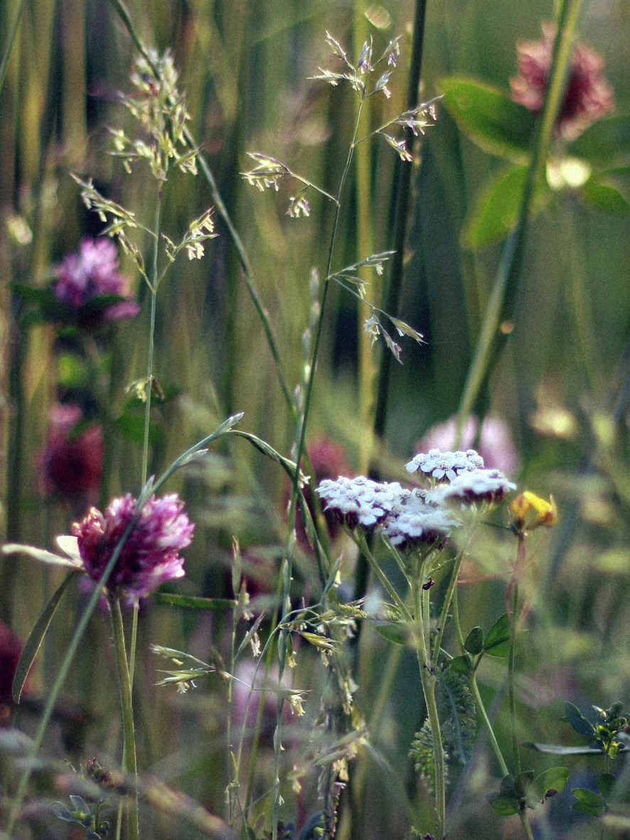 alt="prairie de fleurs sauvages colorées évoquant le parfum floral léger et naturel de la bougie Maria Devoghe"