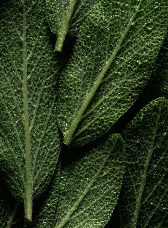 Ingrédients naturels Menthe