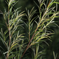 Rameau de plante aromatique feuillée, fines aiguilles vertes, tiges rouges, aspect naturel et frais. Crème hydratante anti-acné proposée.