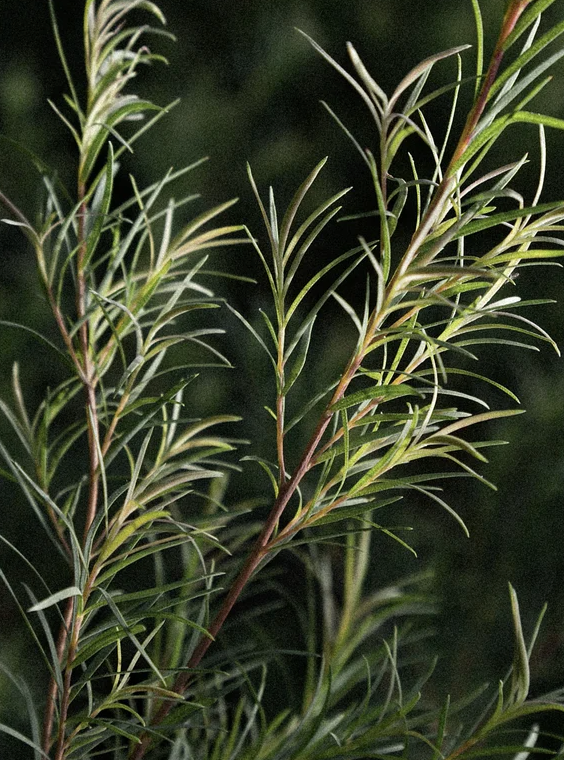 Rameau de plante aromatique feuillée, fines aiguilles vertes, tiges rouges, aspect naturel et frais. Crème hydratante anti-acné proposée.