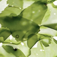 Feuilles d’argile verte en morceaux, texture pâteuse et reflets verdâtres.