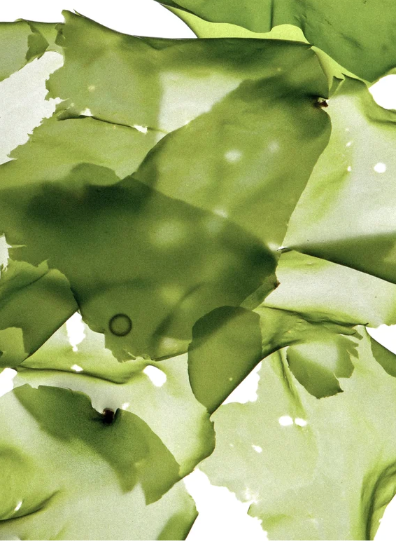 Feuilles d’argile verte en morceaux, texture pâteuse et reflets verdâtres.