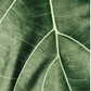 Texture détaillée d’une feuille verte avec veines blanches bien visibles.