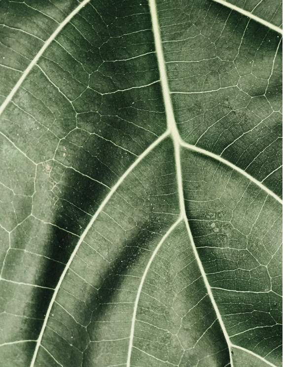 Texture détaillée d’une feuille verte avec veines blanches bien visibles.