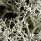 Racines et branches gris clair, forme végétale complexe et filamenteuse, texture fine et dense.