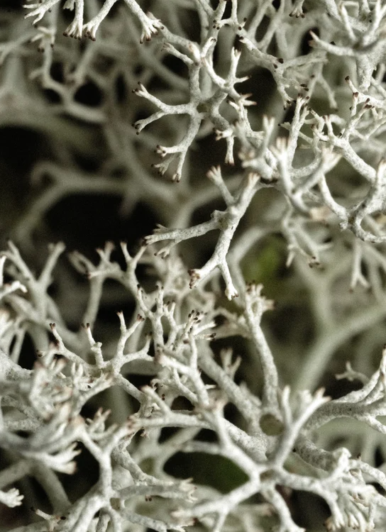 Racines et branches gris clair, forme végétale complexe et filamenteuse, texture fine et dense.