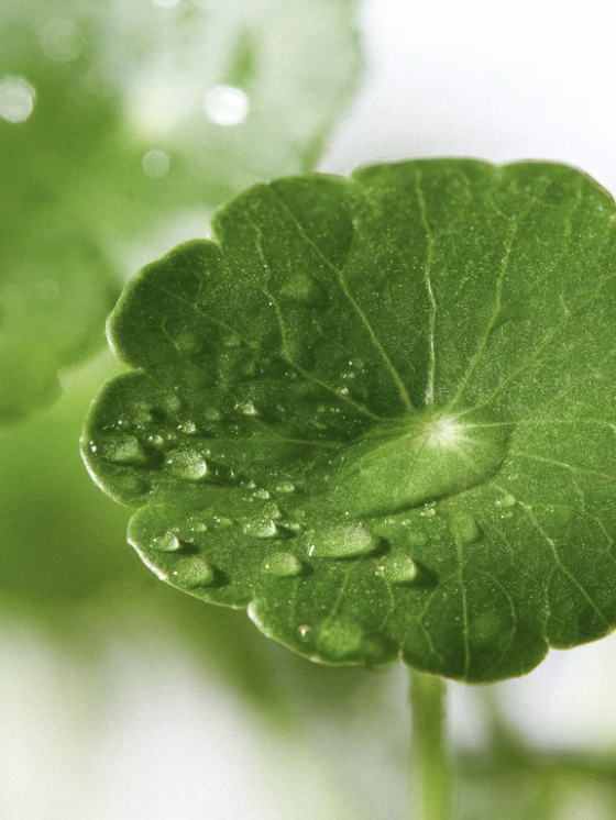 Sérum Exosomes & Niacinamide – Éclat & Renouvellement Cellulaire