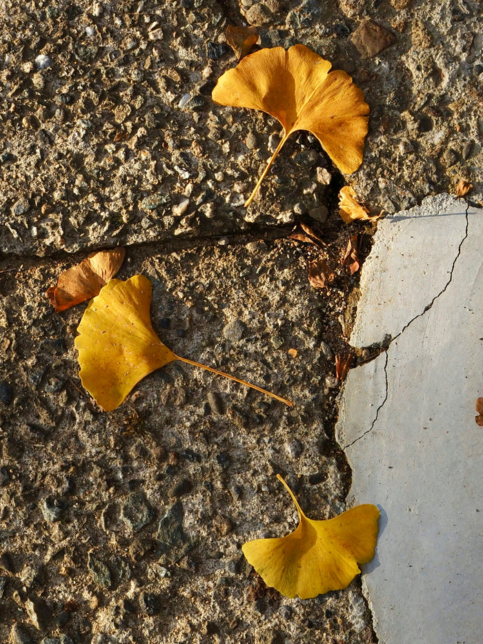 Ginkgo biloba